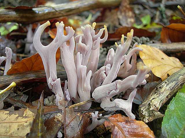 Clavaria   zollingeri    Lv.